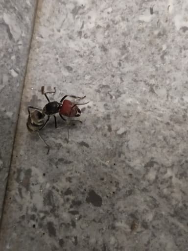 Camponotus singularis photo 83