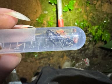 Camponotus singularis photo 84