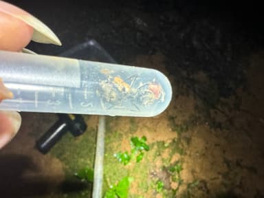 Camponotus singularis photo 85