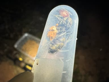 Camponotus singularis photo 86