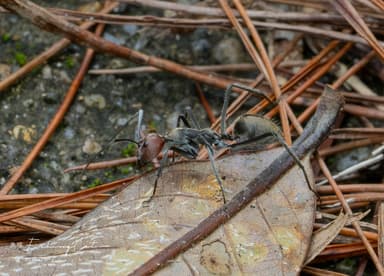 Camponotus singularis photo 88