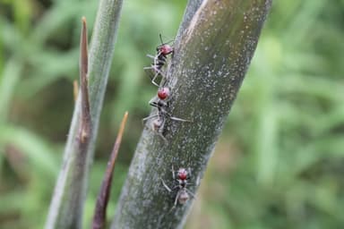 Camponotus singularis photo 89