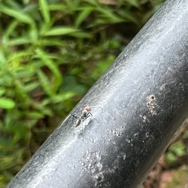 Camponotus singularis photo 90
