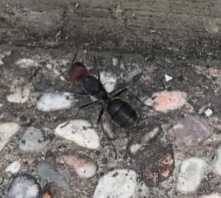 Camponotus singularis photo 91