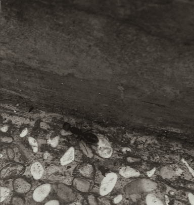 Camponotus singularis photo 92