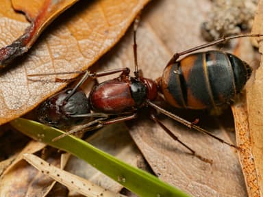 Camponotus socius photo 12