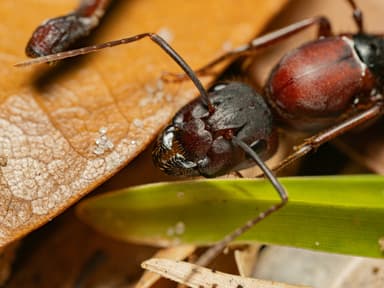 Camponotus socius photo 13
