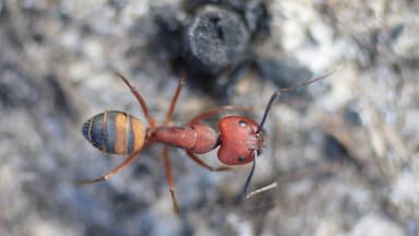 Camponotus socius photo 14