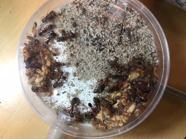 Camponotus socius — worker photo 21