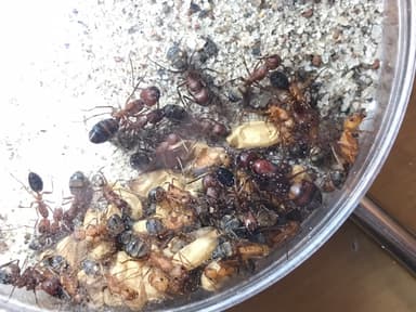 Camponotus socius — worker photo 22