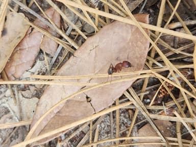 Camponotus socius photo 27