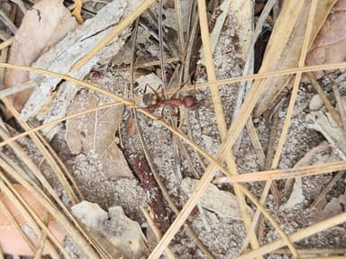 Camponotus socius photo 29
