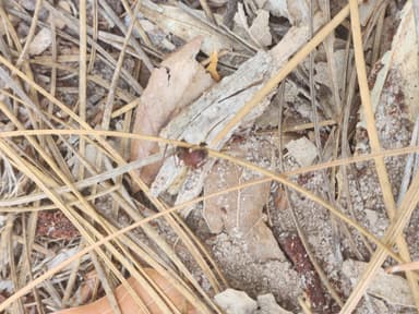 Camponotus socius photo 30