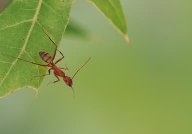Camponotus socius photo 32