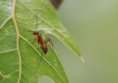 Camponotus socius photo 33