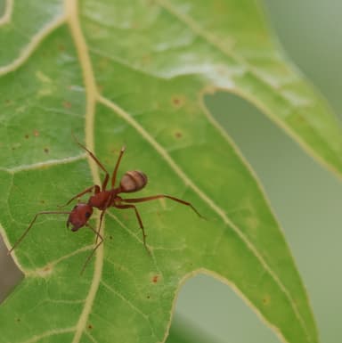 Camponotus socius photo 34