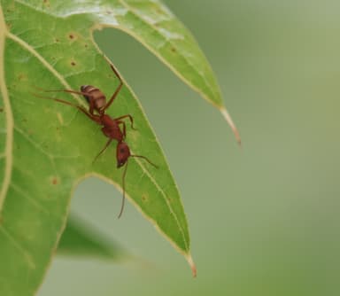 Camponotus socius photo 35