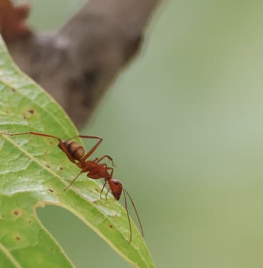 Camponotus socius photo 36