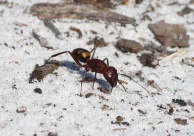 Camponotus socius photo 37