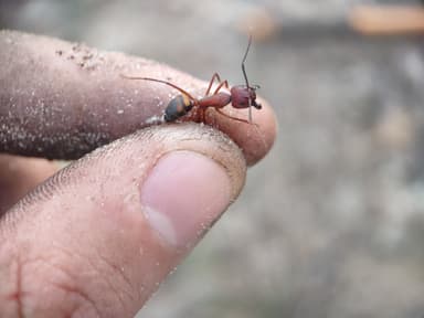 Camponotus socius photo 39