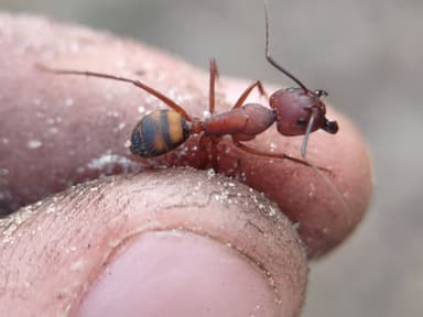 Camponotus socius photo 40