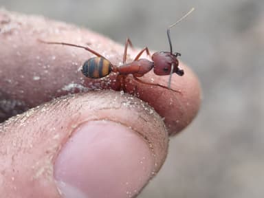 Camponotus socius photo 41