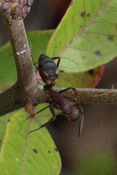Camponotus socius photo 42