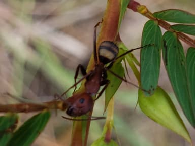Camponotus socius photo 45