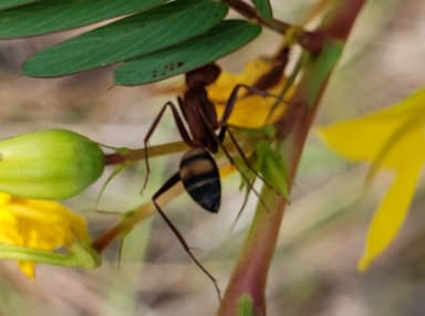 Camponotus socius photo 46