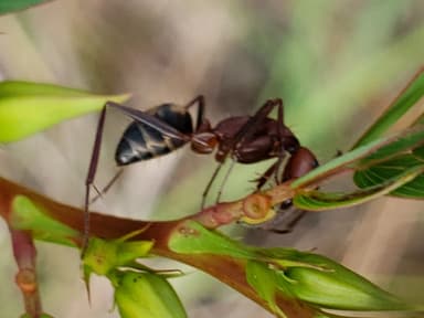 Camponotus socius photo 47