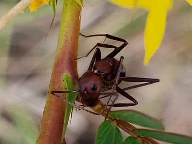 Camponotus socius photo 48