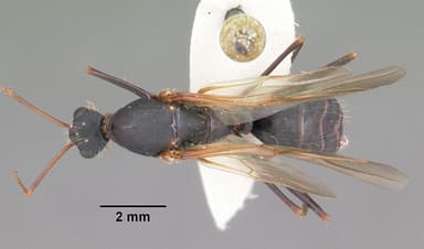 Camponotus socius — queen photo 3