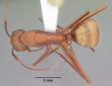 Camponotus socius — queen photo 5