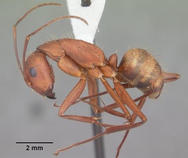 Camponotus socius — queen photo 6