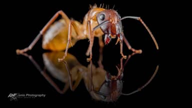 Camponotus substitutus — worker photo 3