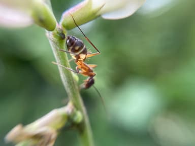 Camponotus substitutus photo 12