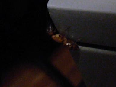 Camponotus substitutus photo 39