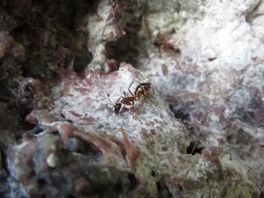 Camponotus substitutus photo 51