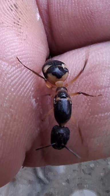 Camponotus substitutus photo 52