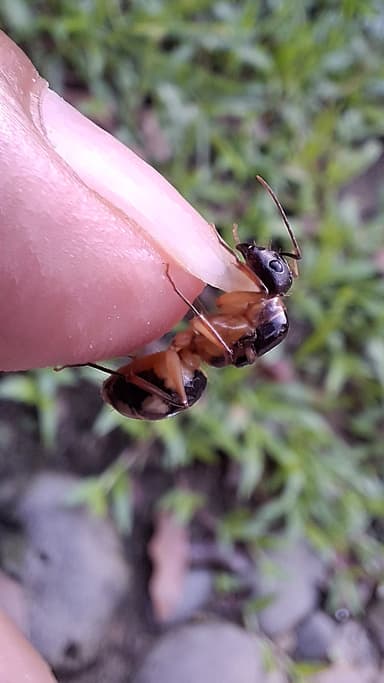 Camponotus substitutus photo 54