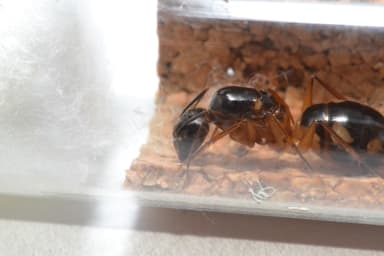 Camponotus substitutus photo 61
