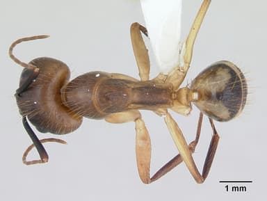 Camponotus substitutus — queen photo 5