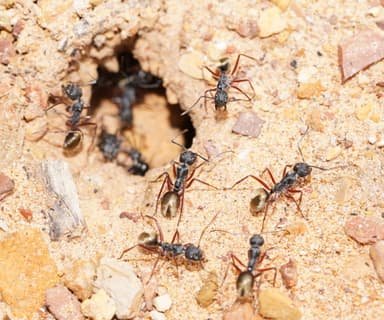 Camponotus suffusus photo 13