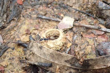 Camponotus suffusus photo 15
