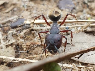 Camponotus suffusus photo 16