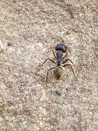 Camponotus suffusus photo 17
