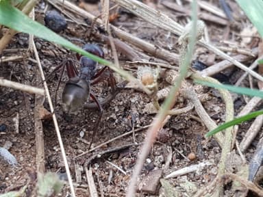Camponotus suffusus photo 18