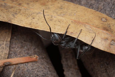 Camponotus suffusus photo 19