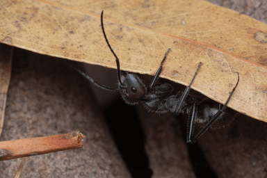 Camponotus suffusus photo 20