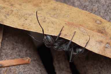 Camponotus suffusus photo 21